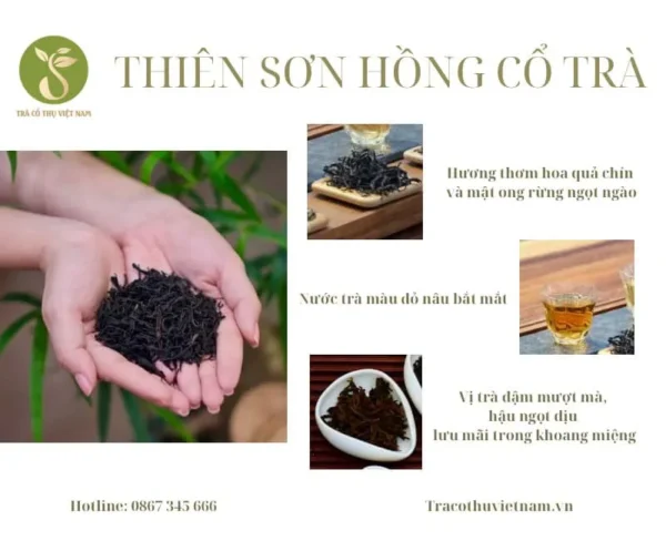 Thiên Sơn Hồng Cổ Trà 80g - Ảnh 3
