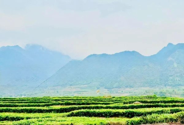 Trà Kim Tuyên 100g (Hút Chân Không) - Ảnh 2