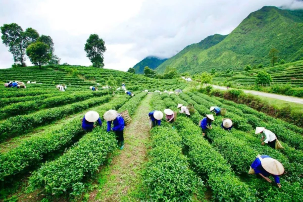 Trà Sencha 100g (Hút Chân Không) - Ảnh 2