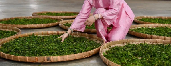 Trà Sencha 100g (Hút Chân Không) - Ảnh 3