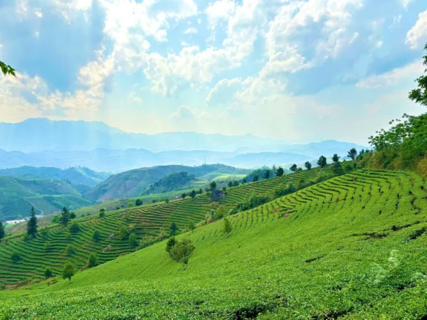 Trà Sencha 60g (Trà Nhúng) - Ảnh 3