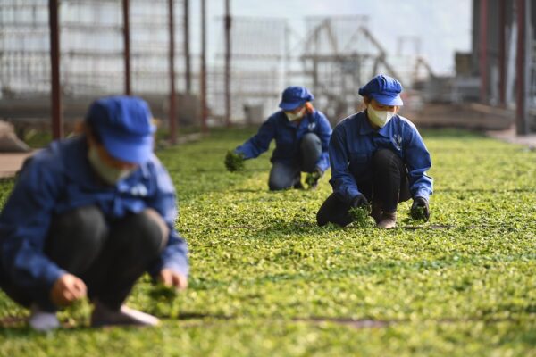 Trà Shan Đen Xuất Khẩu - Ảnh 2